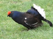 Black Grouse Male