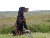 GSFTS Puppy Stake