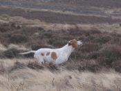 Pointer Club of Scotland - Open Stake Winner