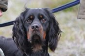 GSFTS - Puppy Stake Competitor
