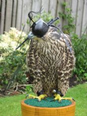 Meisha - Just out of the Aviary