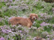 Miller on the Moor