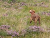Morse pointing Grouse