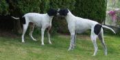 TWO BLACK AND WHITE POINTERS LOST - Now Found
