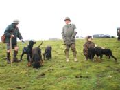 GSFTS Puppy Stake