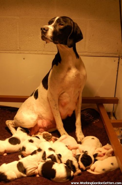 English Pointer Pups