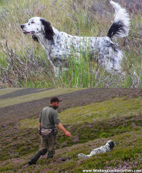 Working Gordon Setters Field Trial Dogs in the UK