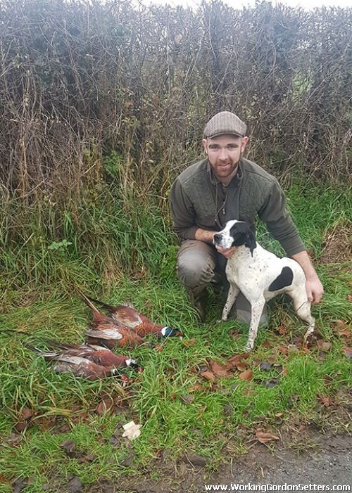 Pointer Pups