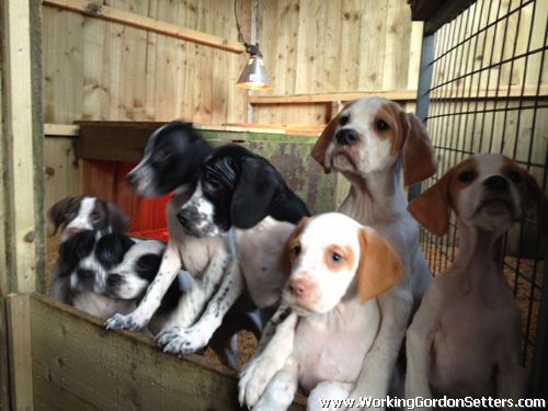 Pointer Pups