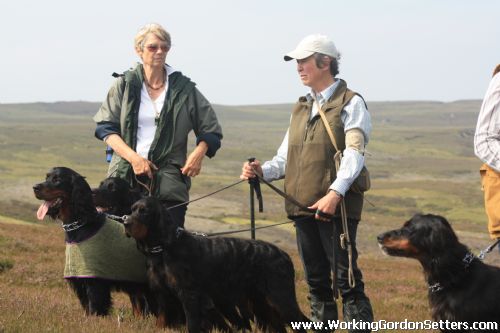 working gordon setters