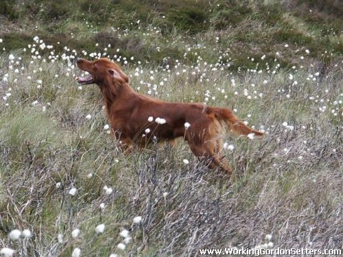 Erinvale Irish and Ensay Gordon Setters
