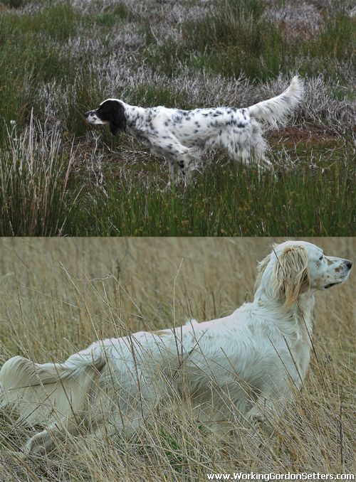 Working Gordon Setters Field Trial Dogs in the UK