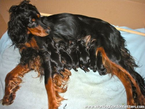 Gordon Setter Puppies 