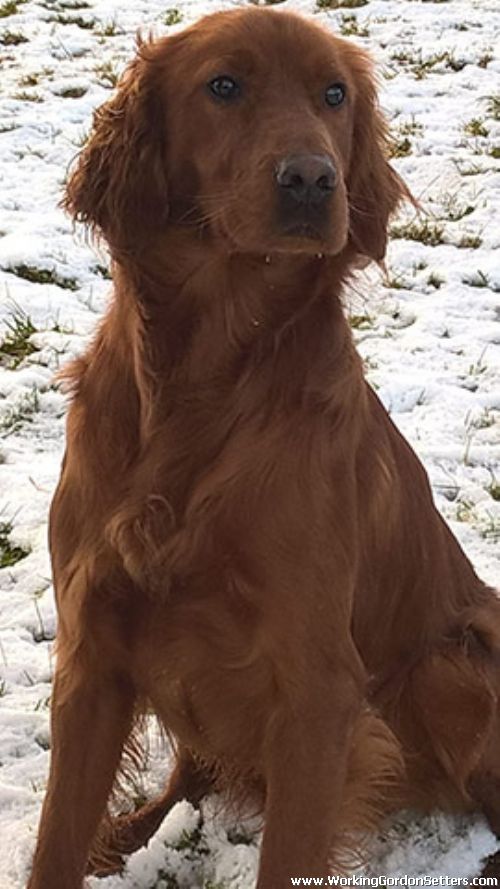 Working Gordon Setters Field Trial Dogs in the UK