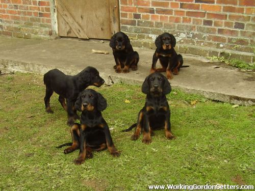 Gordon Setter Pups