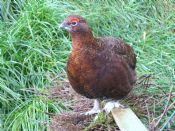 Red Grouse Male