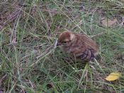 Black Grouse Chick