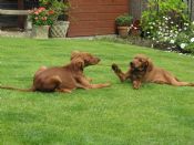 Miller & Morse playing in garden