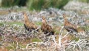 Red Grouse