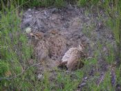 Young Black Grouse