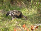 Young Black Grouse