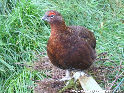 Red Grouse Male