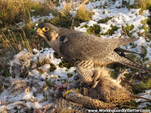 Adult Falcon 