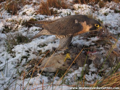 Adult Falcon 