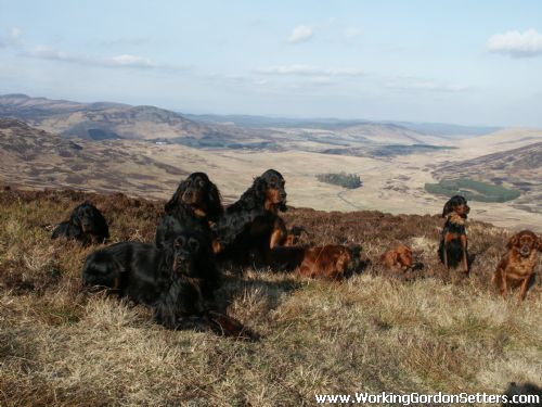 Working Gordon Setters in 2005