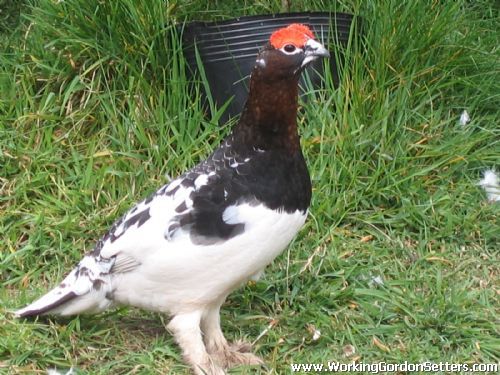 Willow Grouse