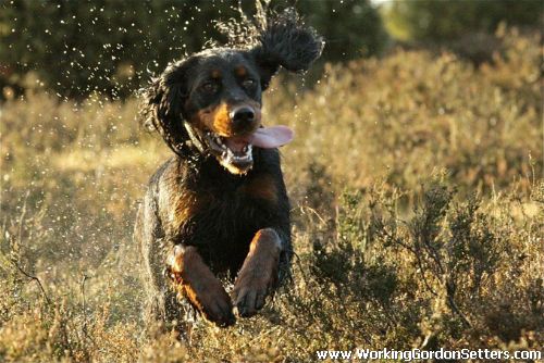 Ch Yennadon Time for Daisy