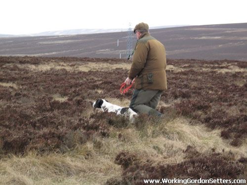 Spring 2009 - Ft Ch Sparkfield Don of Burncastle