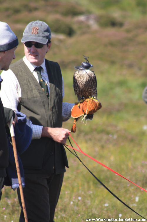 Young Falcon