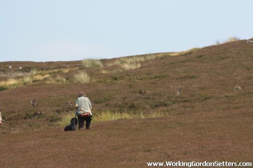 GSFTS Breed Stake