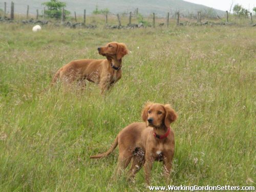 Morse & Miller in an Upland Environment