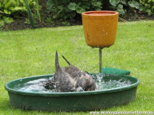 Meisha; first bath