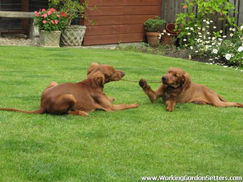 Miller & Morse playing in garden