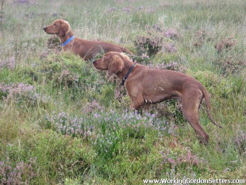 Miller & Morse backing Marty on Grouse 