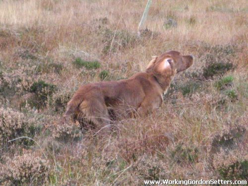 Miller pointing November Grouse