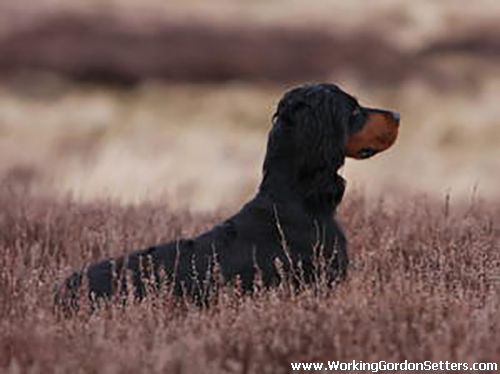 Deerswood Isla of Warrenfell 