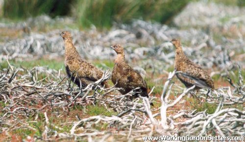 Red Grouse