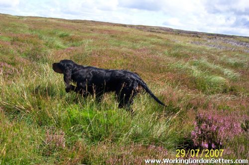 Boyers Sedge 