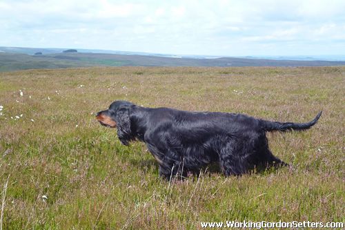 Amscot Country Pursuits of Boyers 