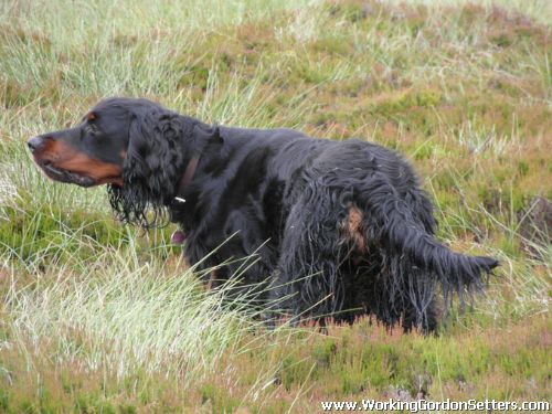  Clitters Fern of Breightonside 
