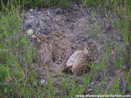 Young Black Grouse