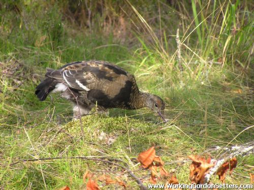 Young Black Grouse