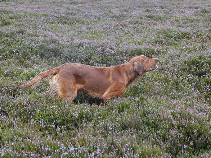 Working Gordon Setters Field Trial Dogs in the UK