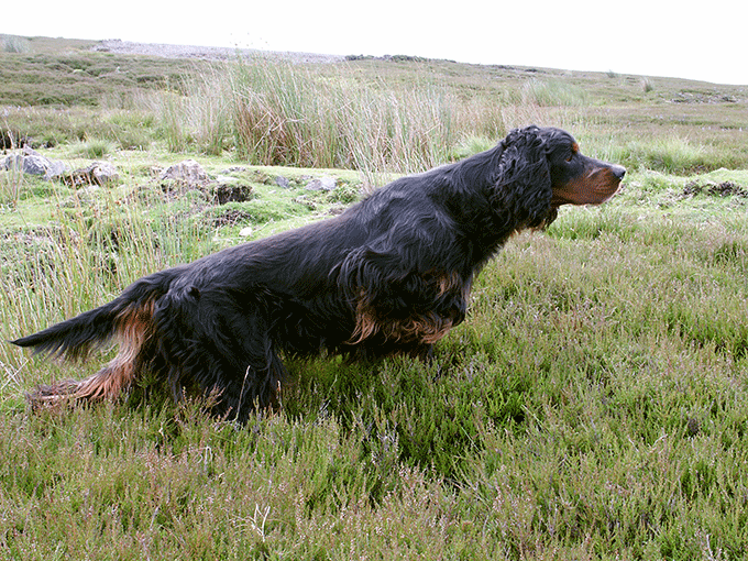 Working Gordon Setters Field Trial Dogs in the UK