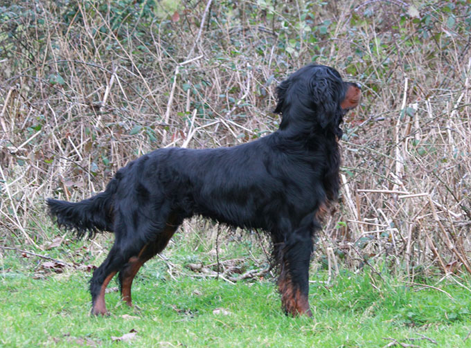 Working Gordon Setters Field Trial Dogs in the UK