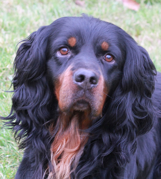 Working Gordon Setters Field Trial Dogs in the UK